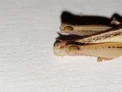 Aptenopedes sphenarioides