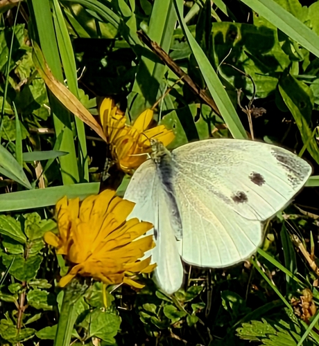 Small White