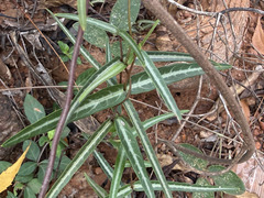 Hemidesmus indicus