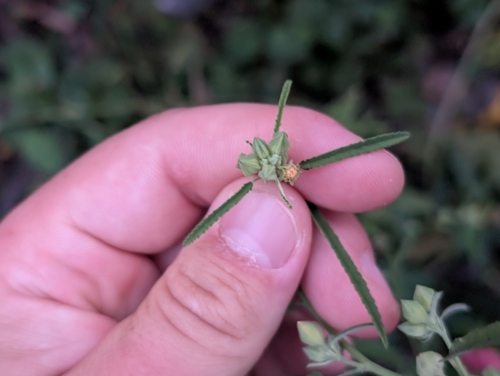 Sida spinosa observed 2026-09-18