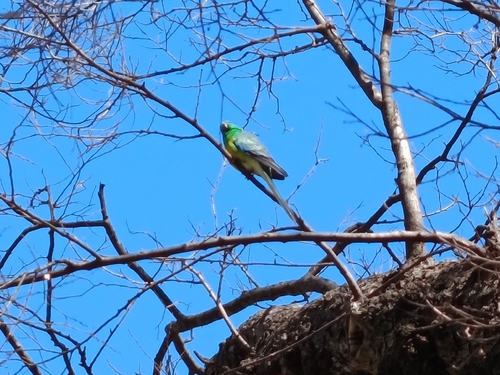 Red-rumped Parrot