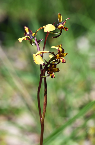Leopard Orchid