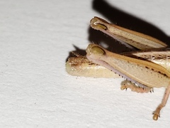 Aptenopedes sphenarioides