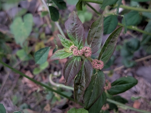 Euphorbia hirta, photograph 4