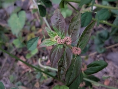 Euphorbia hirta, photograph author not stated, no rights reserved