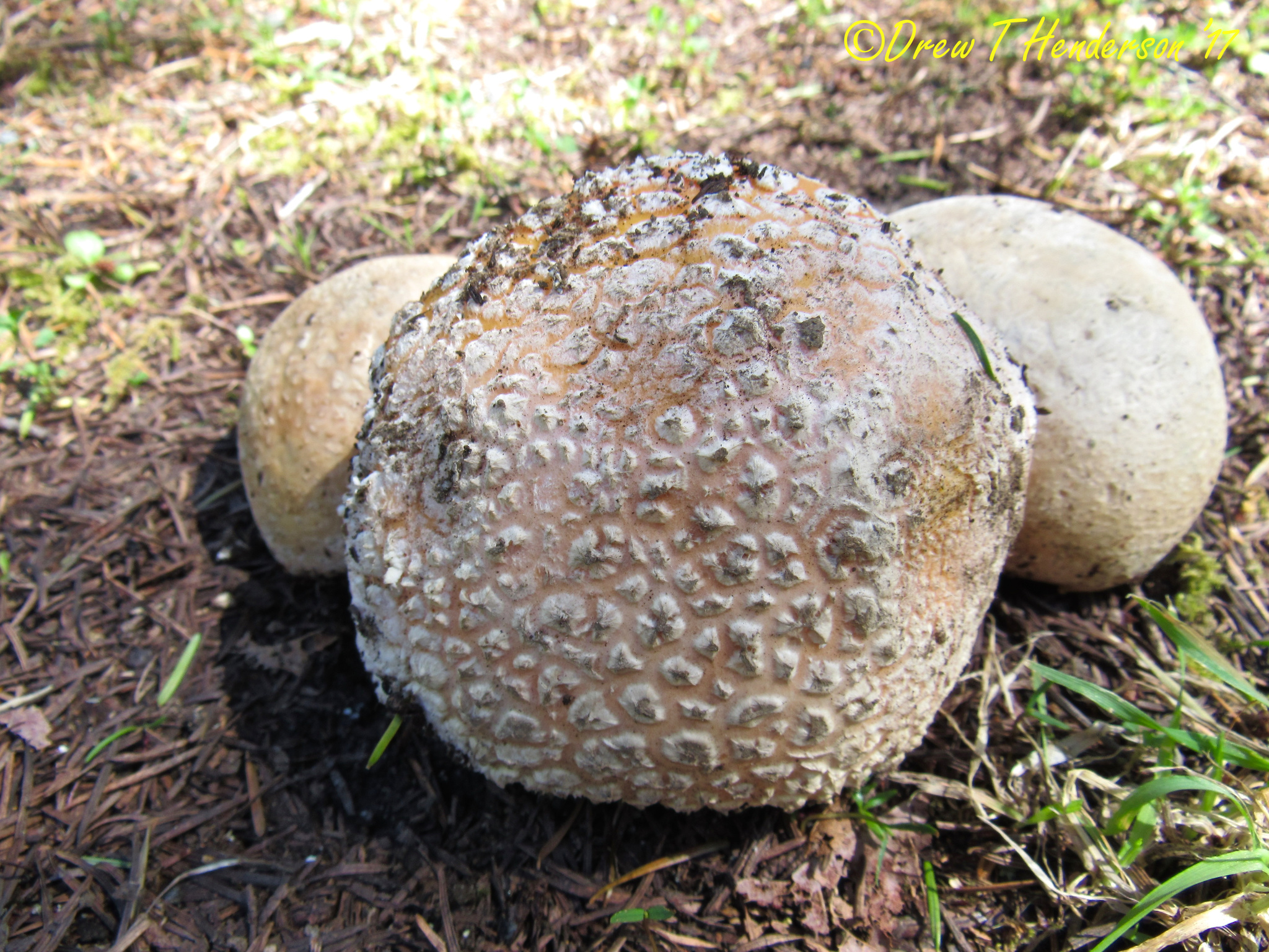 Amanita aprica image