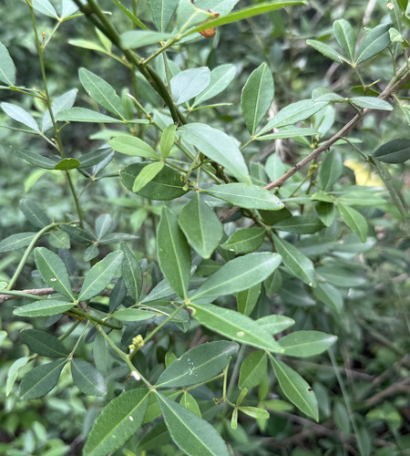 Zanthoxylum asiaticum