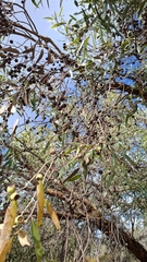 Eucalyptus todtiana, photograph author not stated, no rights reserved