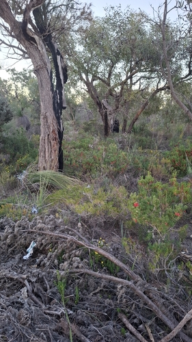 Eucalyptus todtiana, photograph 3
