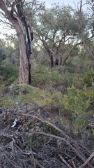 Eucalyptus todtiana, photograph author not stated, no rights reserved