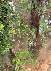 Carissa spinarum