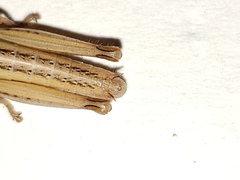 Aptenopedes sphenarioides