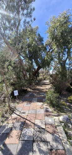 Eucalyptus todtiana, photograph 4
