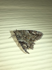 Catocala micronympha