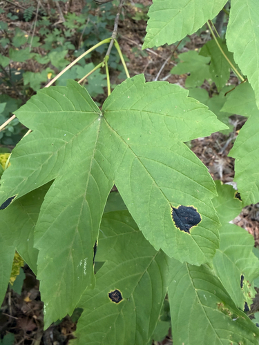 Black Tar Spot
