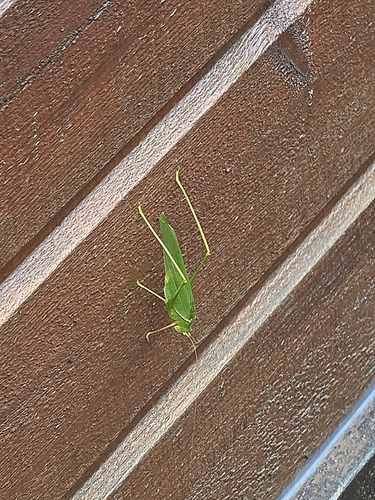 Sinochlora longifissa