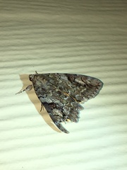 Catocala micronympha