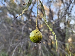 Santalum acuminatum