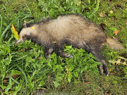 European Badger