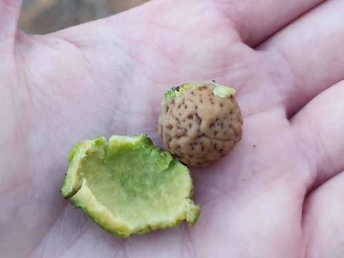 Santalum acuminatum, photograph 3