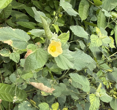 Sida cordifolia