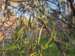 Santalum acuminatum, photograph (c) jaimshae, some rights reserved (CC BY)