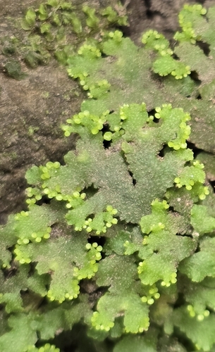 Sandea japonica observed 2026-09-19