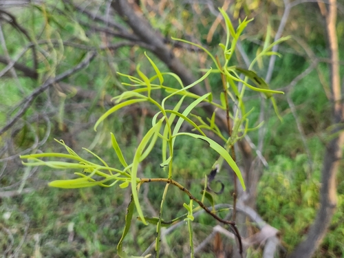 Santalum acuminatum, photograph 5