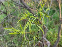 Santalum acuminatum, photograph (c) jaimshae, some rights reserved (CC BY)