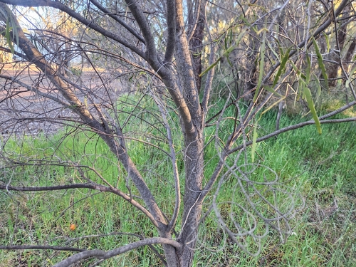 Santalum acuminatum, photograph 6