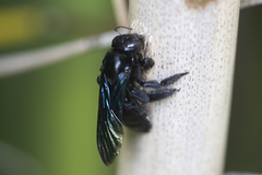 Xylocopa nasalis