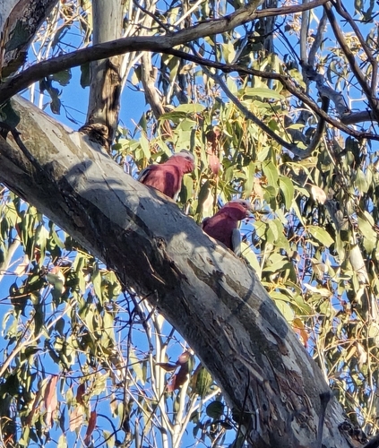 Galah