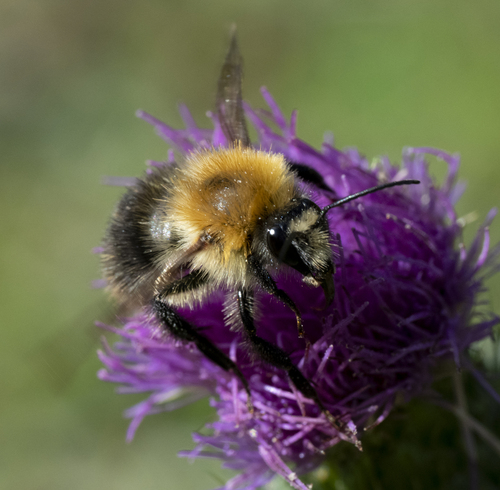 Common Carder Bumble Bee