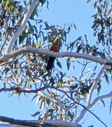 Australian King Parrot