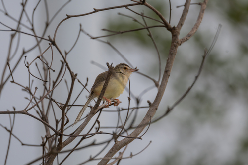 Plain Prinia