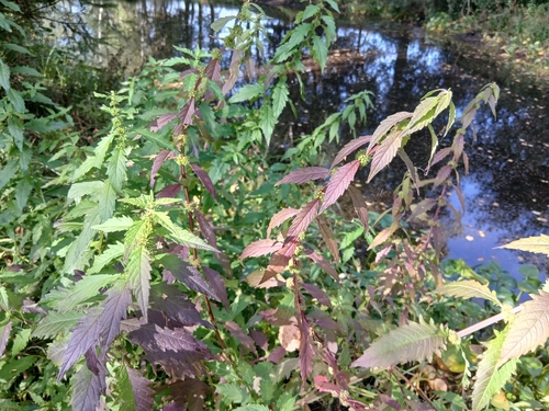 European water-horehound