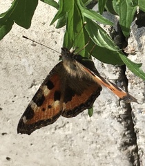 Aglais urticae
