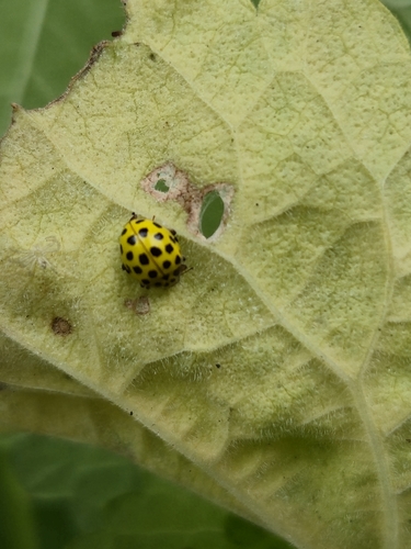 22-spot Ladybird
