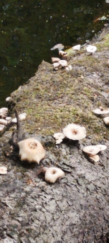 Lentinus tigrinus — (c) Jose Castro, some rights reserved (CC BY)