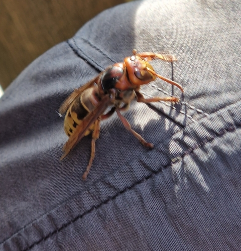 European Hornet