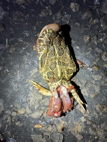 Great Plains Toad