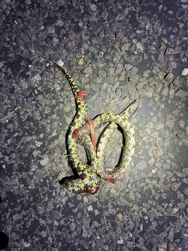 Desert Kingsnake