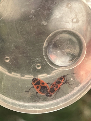European Firebug