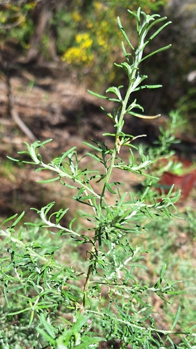 Olearia ramulosa, photograph 6