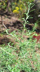 Olearia ramulosa, photograph author not stated, no rights reserved