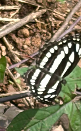 Common Sailer