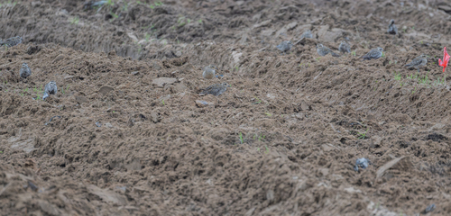 Pacific Golden-Plover