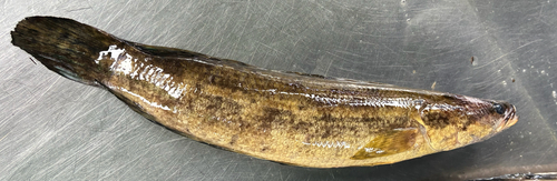 Striped Snakehead