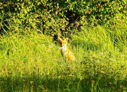 Red Fox
