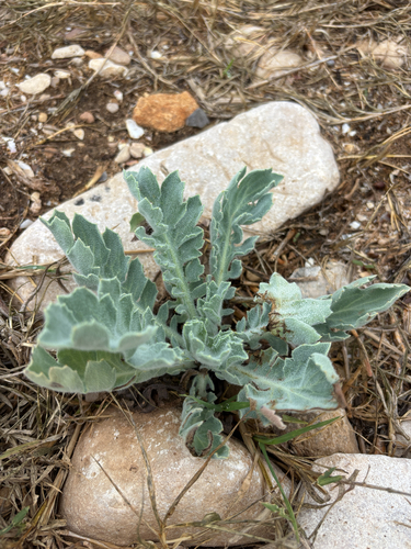 Yellow Horned Poppy